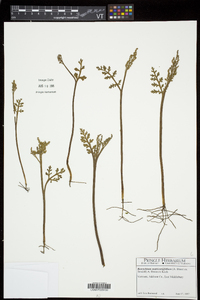 Botrychium matricariifolium image