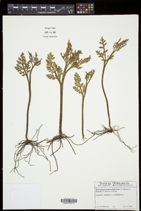 Botrychium matricariifolium image