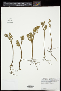 Botrychium matricariifolium image