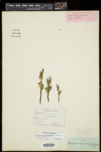 Botrychium matricariifolium image