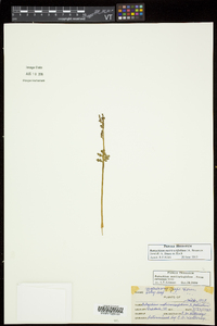 Botrychium matricariifolium image