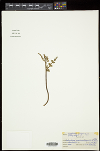 Botrychium matricariifolium image