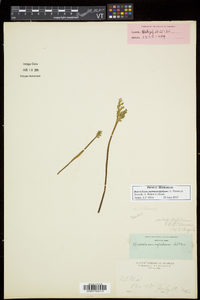 Botrychium matricariifolium image