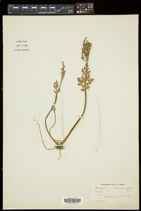 Botrychium matricariifolium image