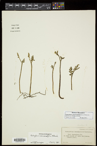 Botrychium matricariifolium image