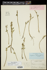 Botrychium matricariifolium image