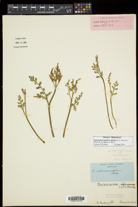 Botrychium matricariifolium image