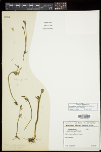 Botrychium matricariifolium image