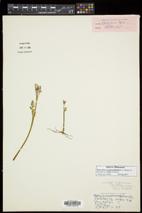 Botrychium matricariifolium image