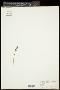 Botrychium matricariifolium image