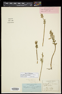 Botrychium matricariifolium image