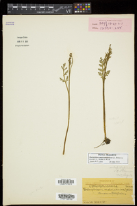 Botrychium matricariifolium image