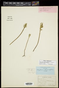 Botrychium matricariifolium image