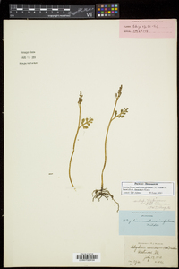 Botrychium matricariifolium image