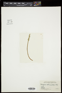 Botrychium matricariifolium image