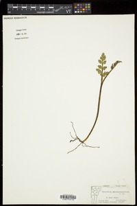 Botrychium matricariifolium image