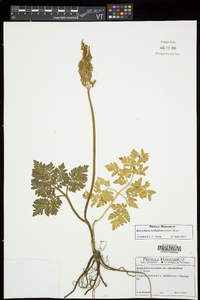 Sceptridium multifidum image