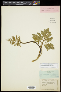 Sceptridium multifidum image