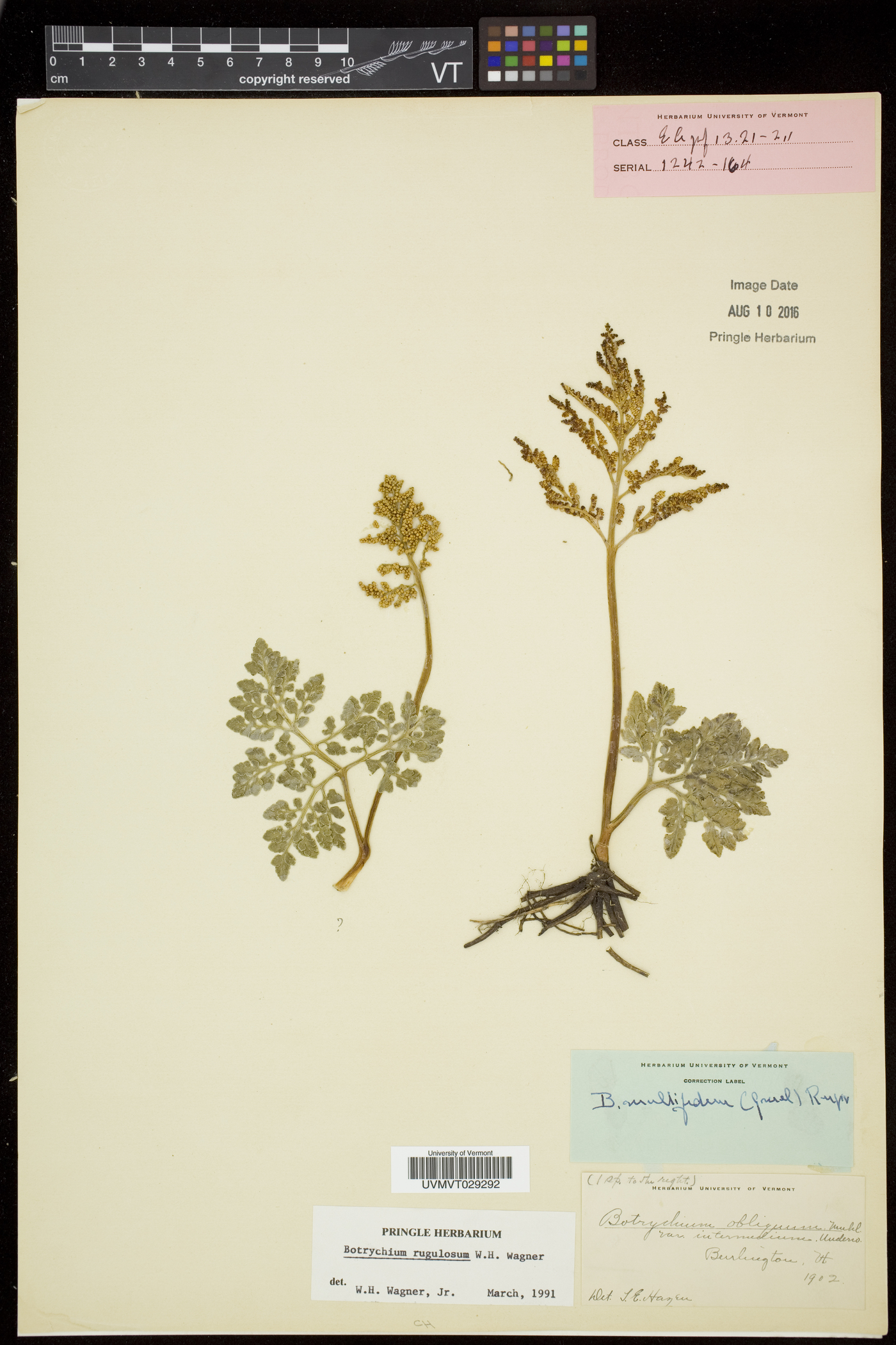 Sceptridium rugulosum image