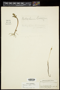 Botrychium simplex image