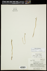 Botrychium tenebrosum image