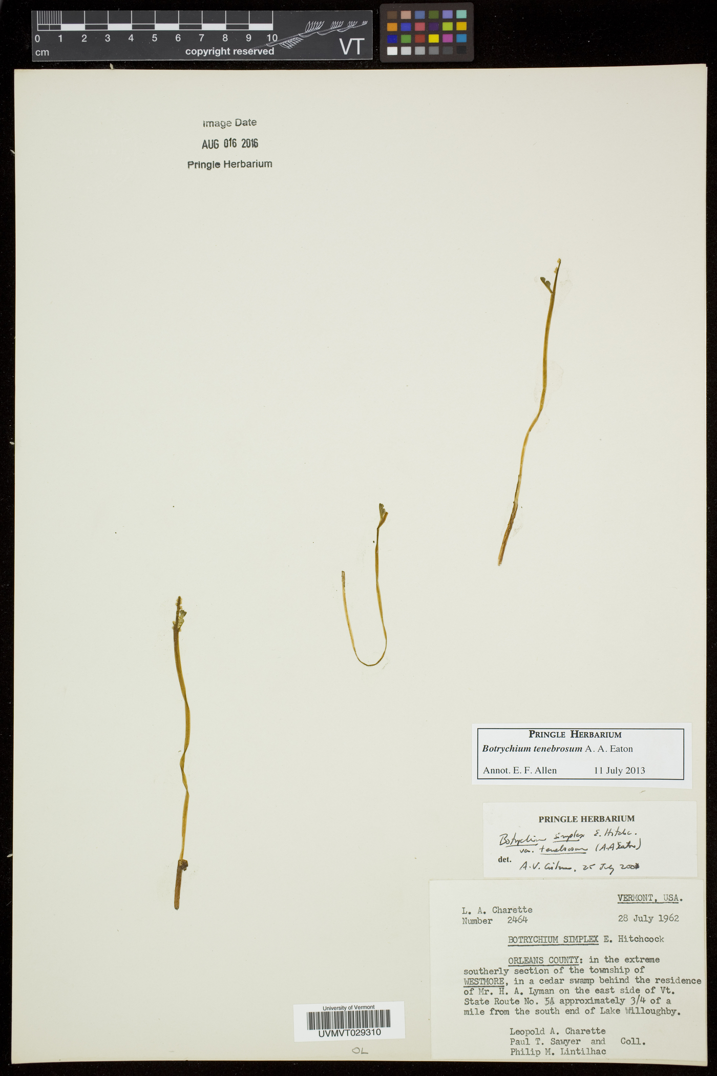 Botrychium tenebrosum image