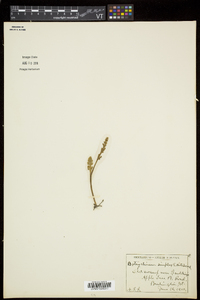 Botrychium simplex image