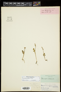 Botrychium simplex image