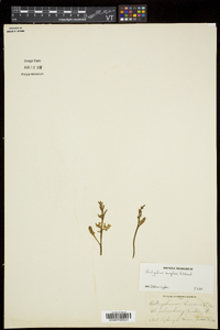 Botrychium simplex image