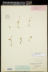 Botrychium simplex image