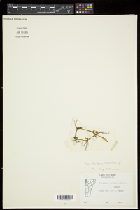 Botrychium simplex image