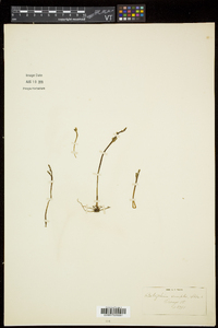 Botrychium simplex image