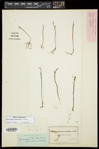 Botrychium tenebrosum image