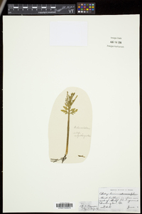 Botrychium angustisegmentum image