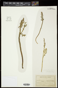 Botrychium matricariifolium image