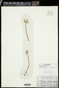 Botrychium angustisegmentum image