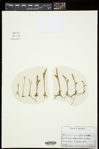 Botrychium simplex image