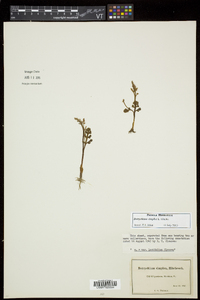 Botrychium simplex image