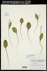 Ophioglossum pusillum image