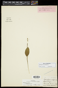 Ophioglossum pusillum image