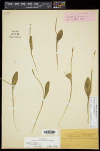 Ophioglossum pusillum image