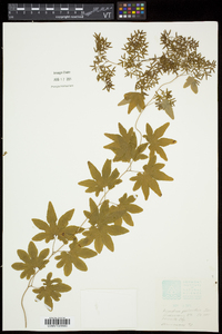 Lygodium palmatum image