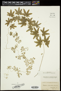 Lygodium palmatum image