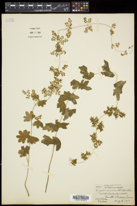 Lygodium palmatum image