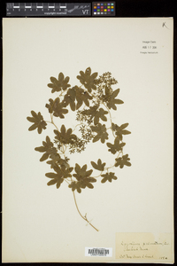 Lygodium palmatum image