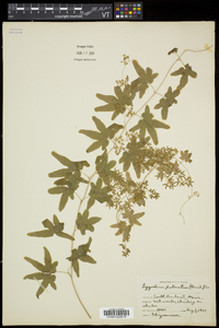 Lygodium palmatum image