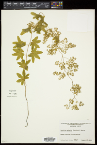 Lygodium palmatum image