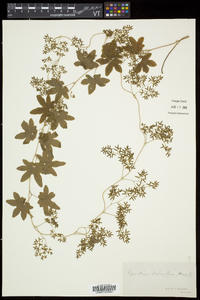 Lygodium palmatum image