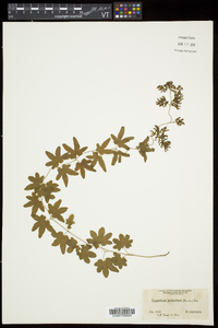 Lygodium palmatum image