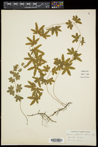 Lygodium palmatum image